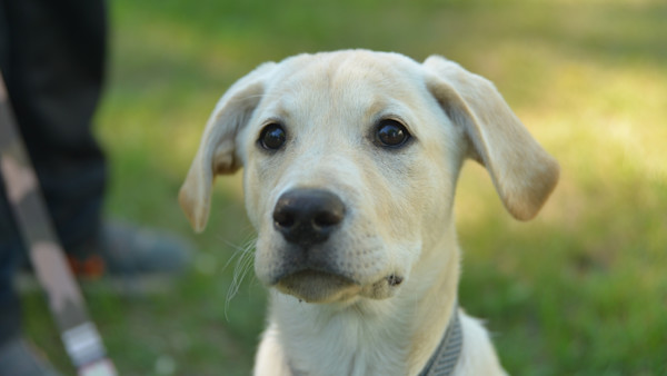 How To Keep Your New Puppy From Needing An Emergency Vet Visit 