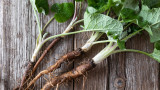 The 3 Best Spring Roots to Forage