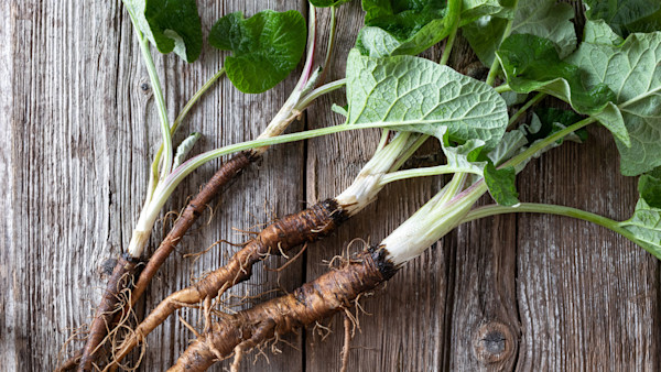 The 3 Best Spring Roots to Forage