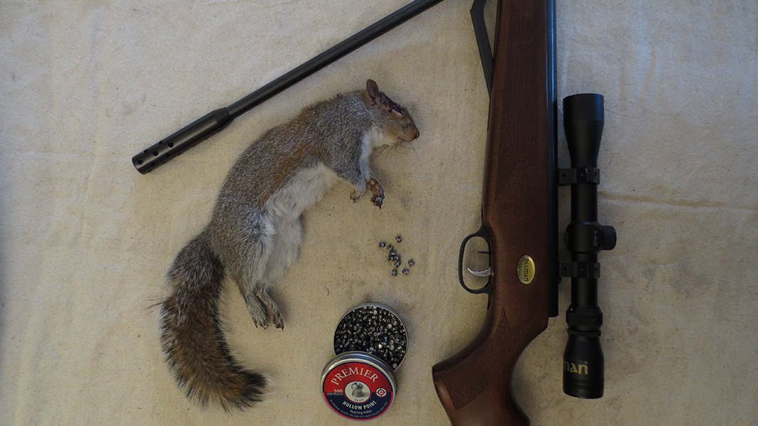 squirrel bb gun hunting