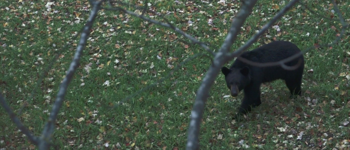 Wired to Hunt Weekly: Bear Encounter at Deer Camp
