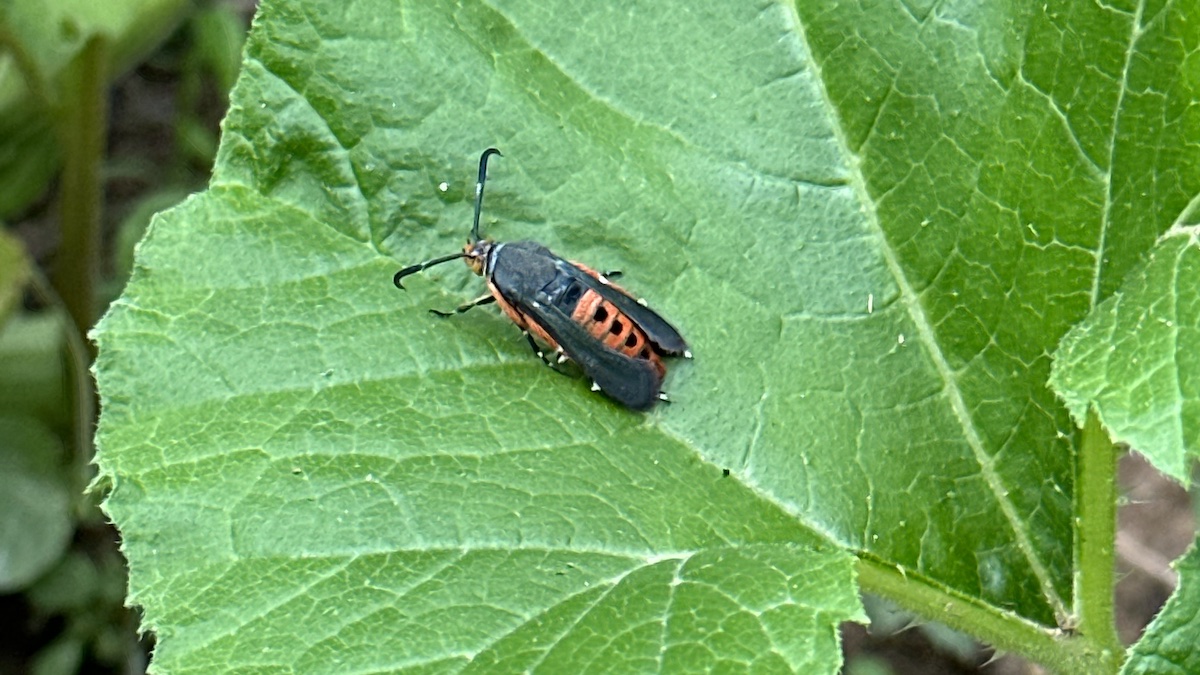 How To Get Rid Of Squash Vine Borers Without Pesticides Wild Whole   Squash Vine Borer 