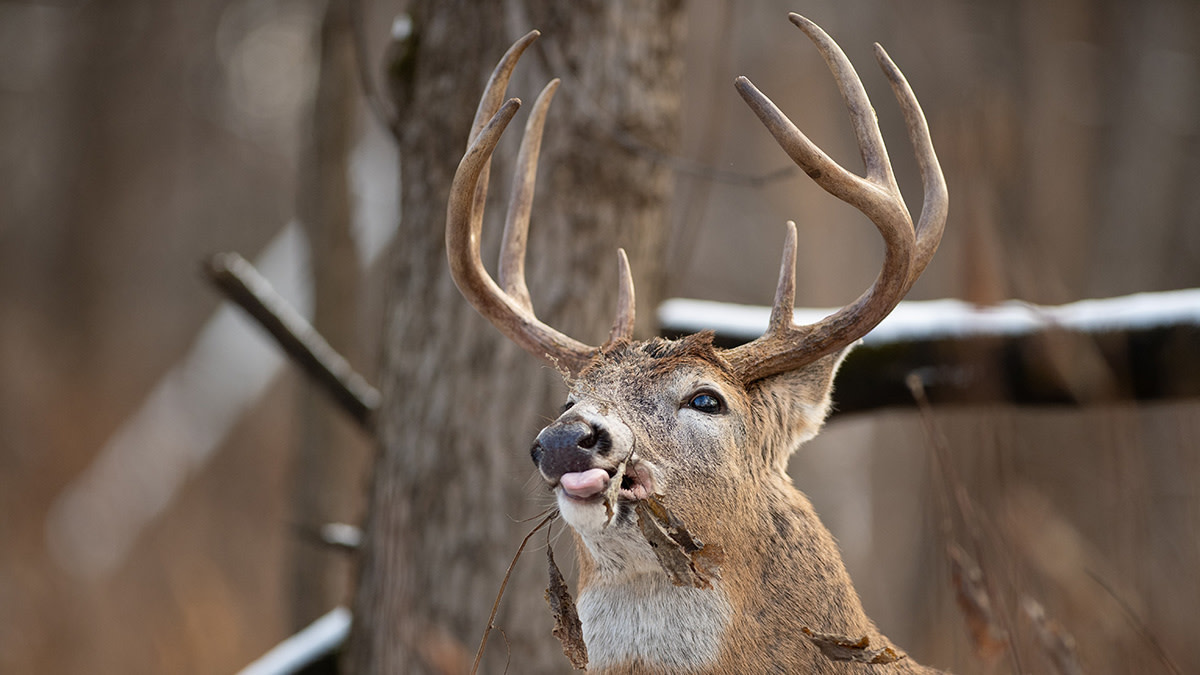 3 Natural Food Sources To Hunt Late Season