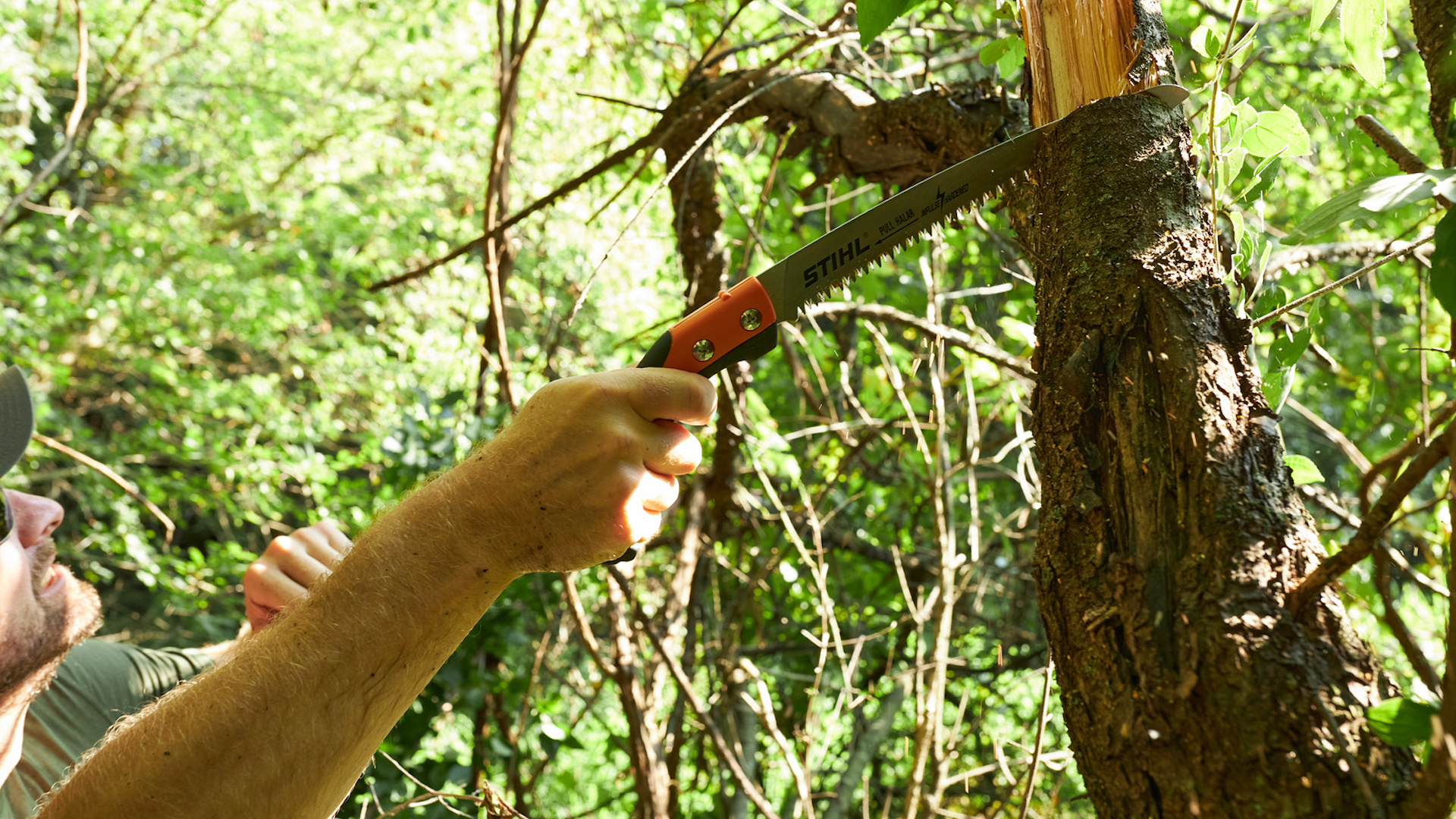 timber management