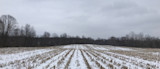 Snow-dusted harvested cornfield with stubble rows leading to bare treeline under gray sky