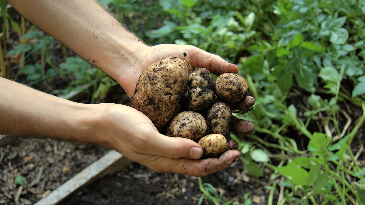 When to Harvest and How to Store Potatoes