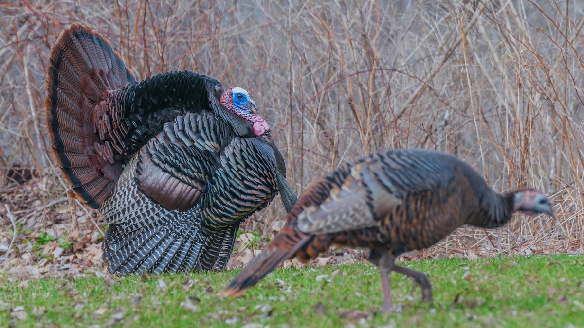 Description of image