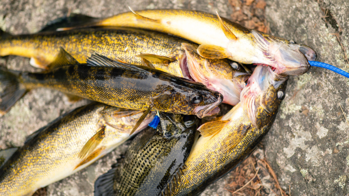 The Unlucky Hunter: How To Pour Your Broken Soft Plastic Lures Into New Ones