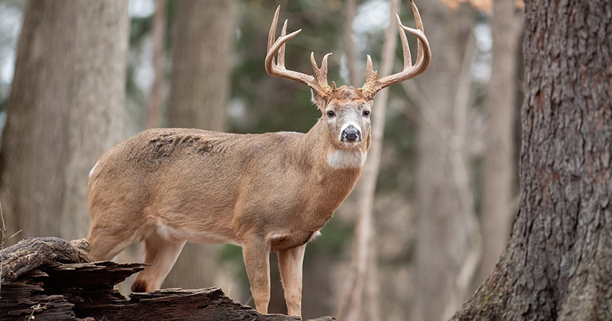 3 Hard Truths About Mature Bucks Most Hunters Don’t Understand 3 Hard Truths About Mature Bucks Most Hunters Don’t Understand