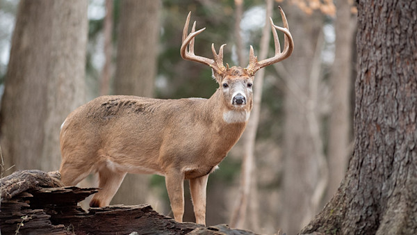 3 Hard Truths About Mature Bucks Most Hunters Don’t Understand
