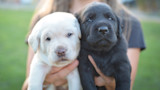 How to Find the Right Dog Breeder for Your Next Puppy 