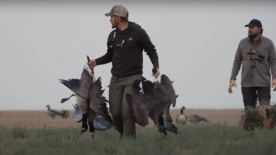 North Dakota Early Season Canada Goose