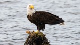 Unusual Eagle Attacks Wound Three in Alaska