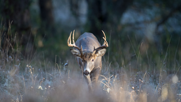 Why Your Early Season Hunting Should Include a Ground Game