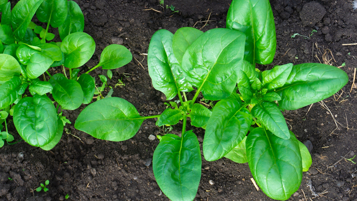 How to Grow Spinach