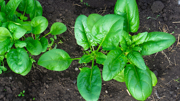 How to Grow Spinach
