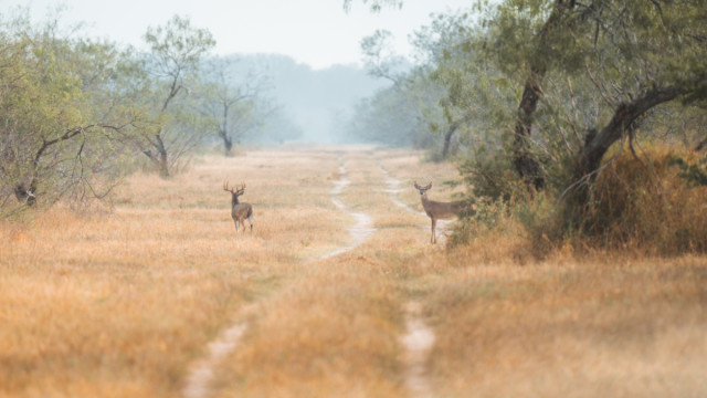 can deer smell better than dog