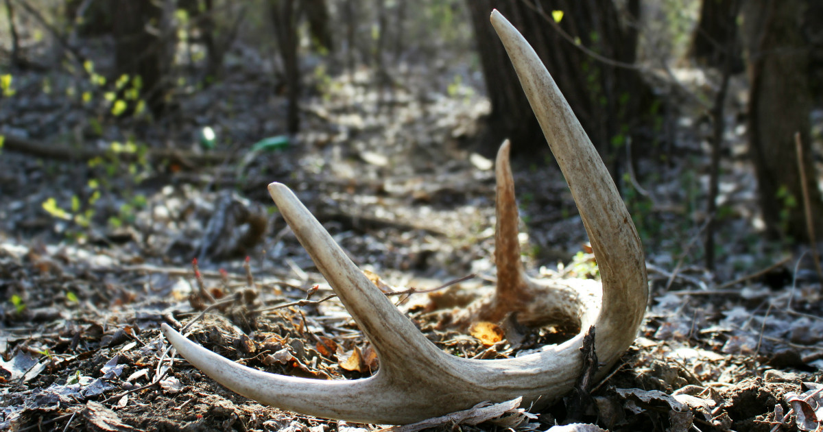 desertroseartdesigns: When Do Whitetail Deer Shed Their Antlers In Ohio