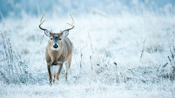 How to Kill a Whitetail Buck During a Cold Front