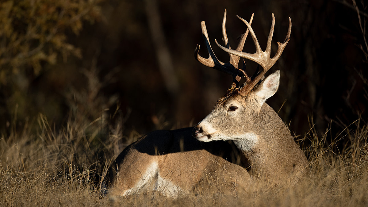 Where Do Deer Sleep?  MeatEater Wired To Hunt