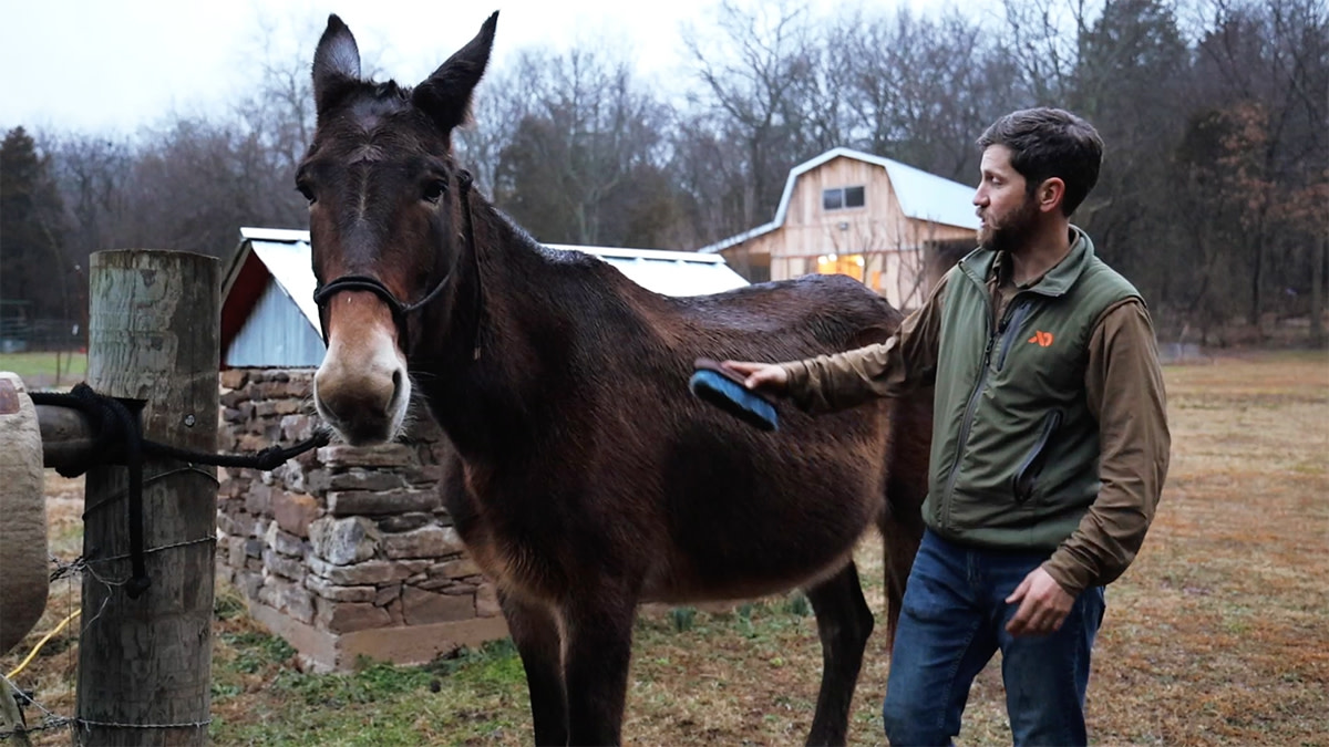 Video: How to Saddle a Horse or Mule