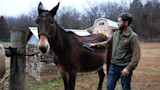 Man brushing a mule beside a wooden post and barn