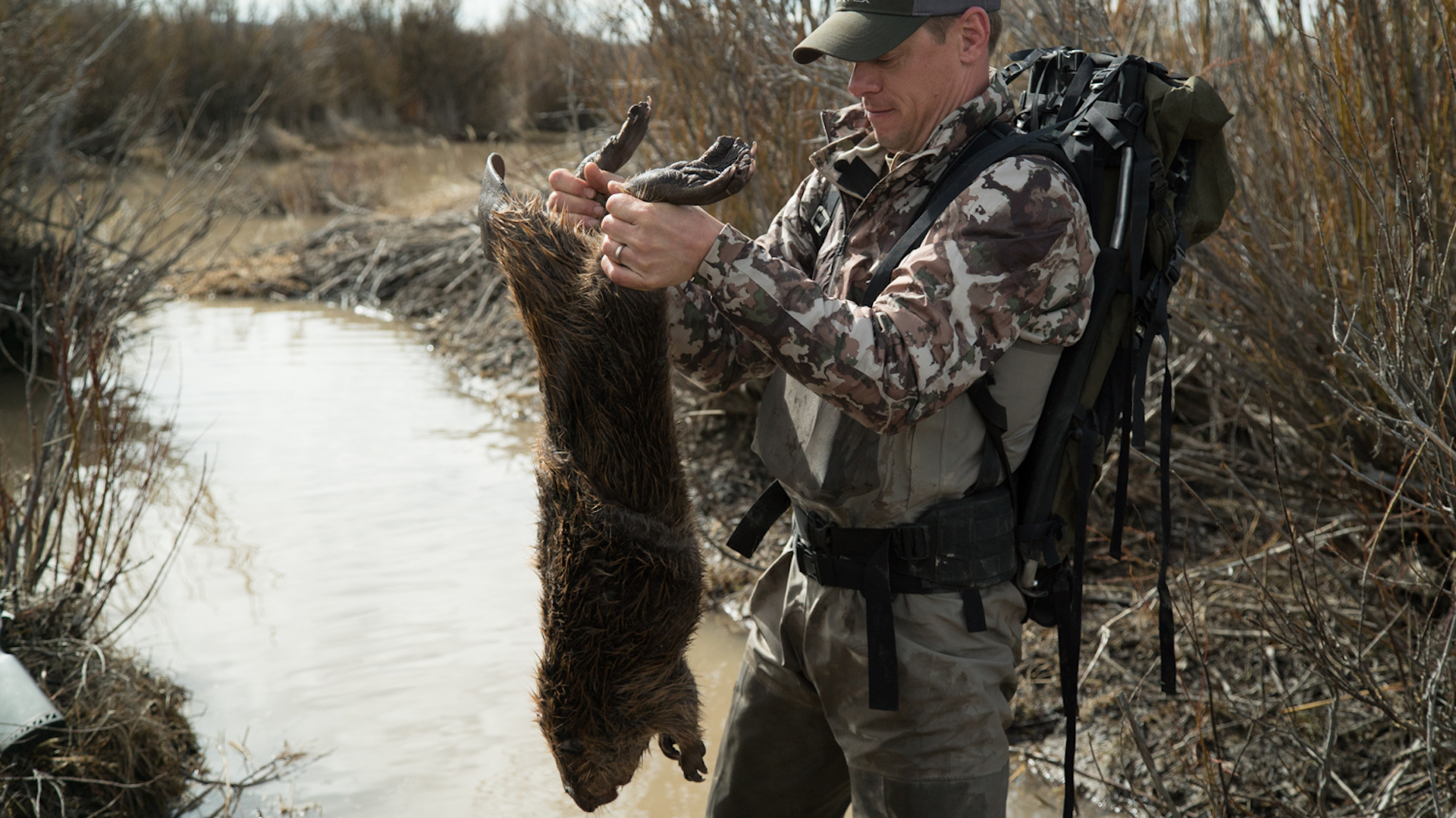 beaver trapping
