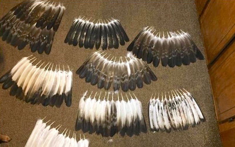 eagle feathers