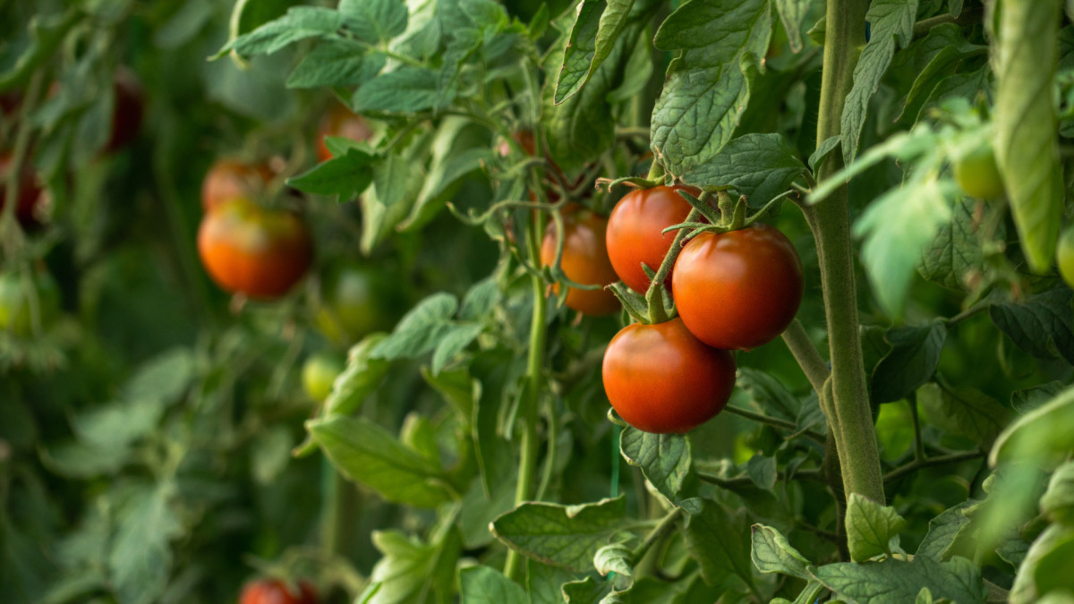 How to Grow Tomatoes