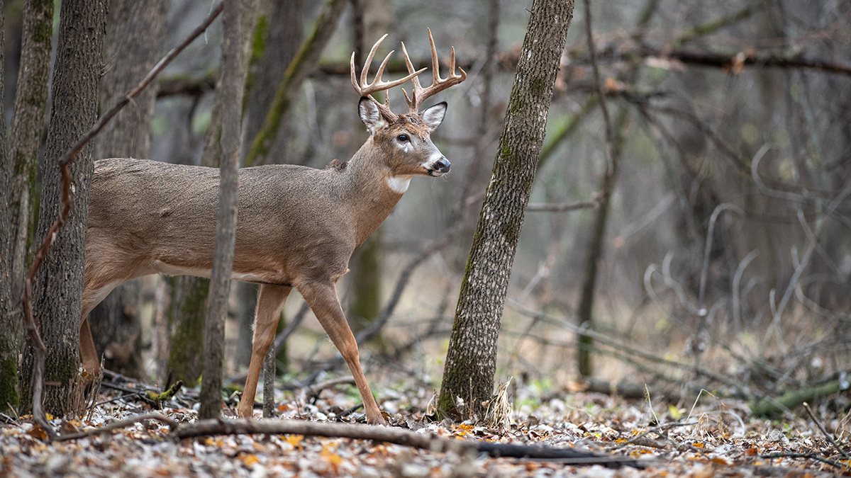How to Still-Hunt Whitetail Deer | MeatEater Wired To Hunt