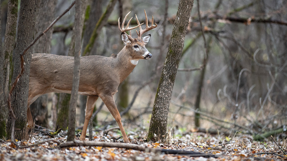 Look Inside Acorns to Find Deer Hunting Success