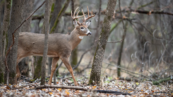 How to Still-Hunt Whitetail Deer