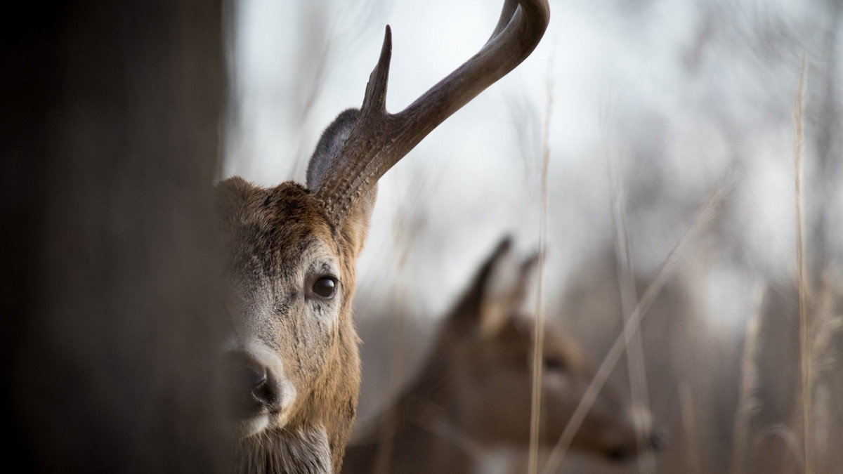 Deer Hunting and Delayed Gratification