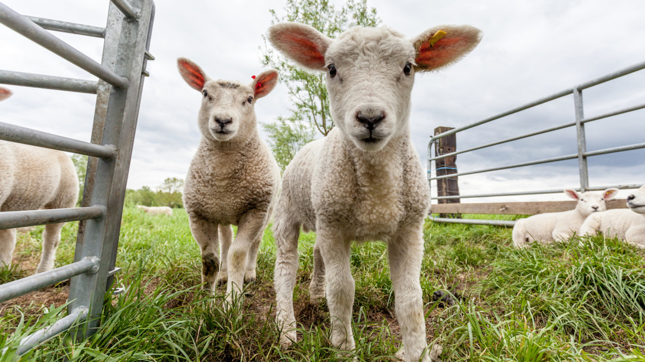 How to Choose the Right Sheep for Your Homestead