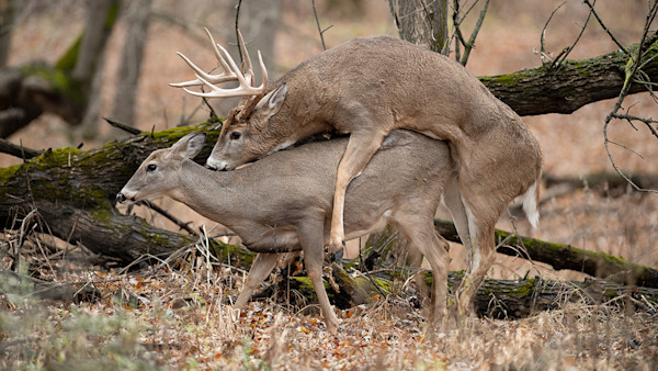 Rut Fresh Report: 11/10/2022