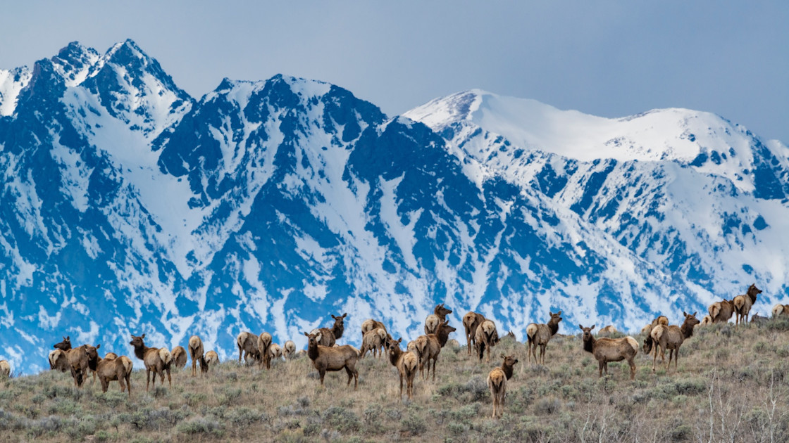 Wyoming to Use GPS Collars to Help Hunters Target Specific Elk Population