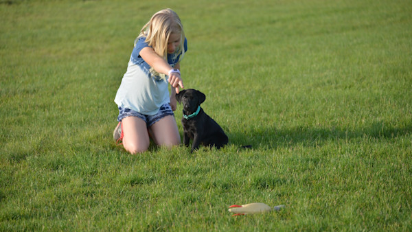 3 Ways Your Family Members Might Mess Up Your Bird Dog’s Skills
