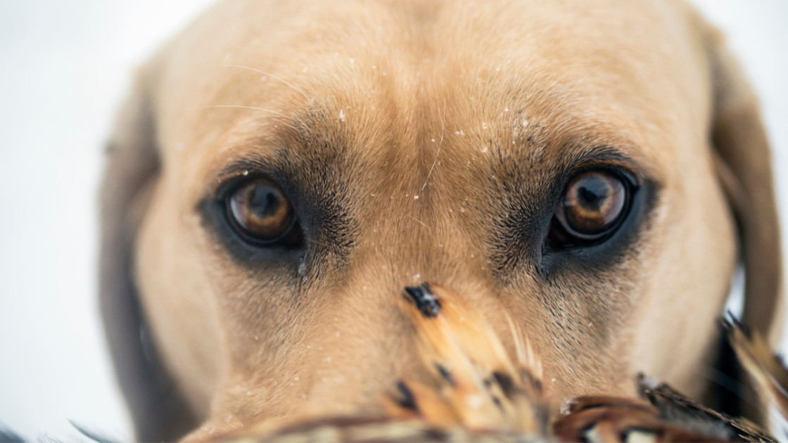 Fact Checker Can Eating Chocolate Kill A Dog Meateater Hunting