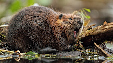 Minnesota’s New Law on Eating Beaver is a Dam Shame