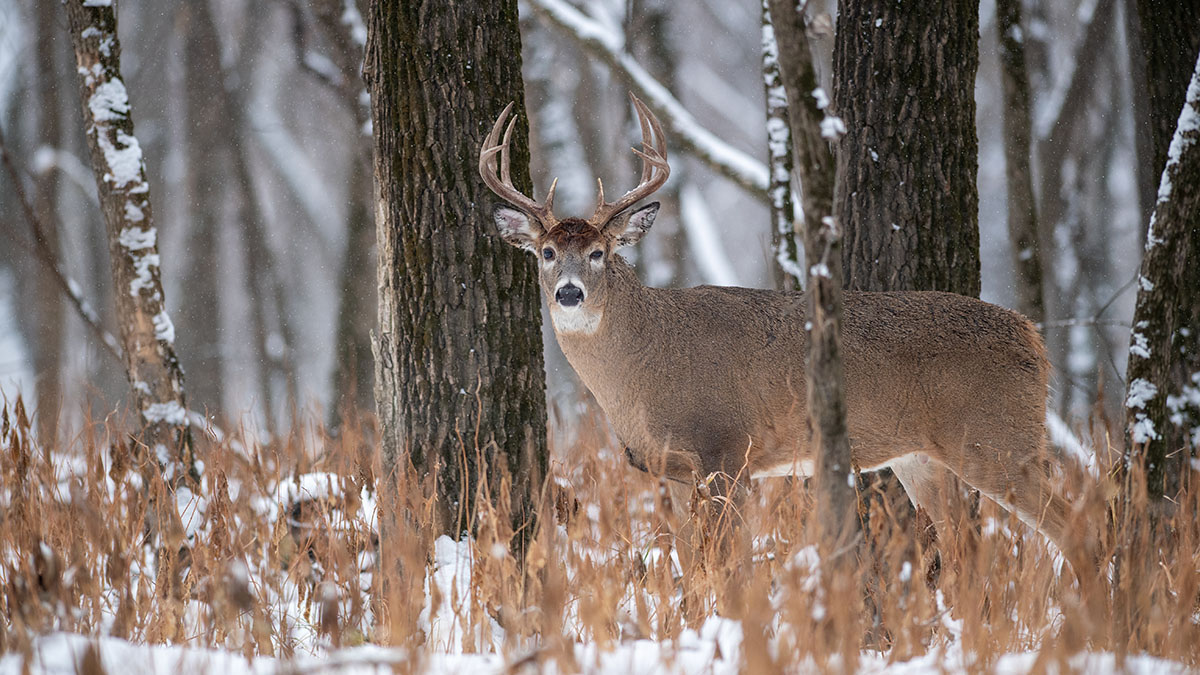 5 Rut Funnels to Hunt in the Big Woods