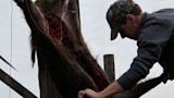Hunter skinning a large carcass hanging from a rope in a field