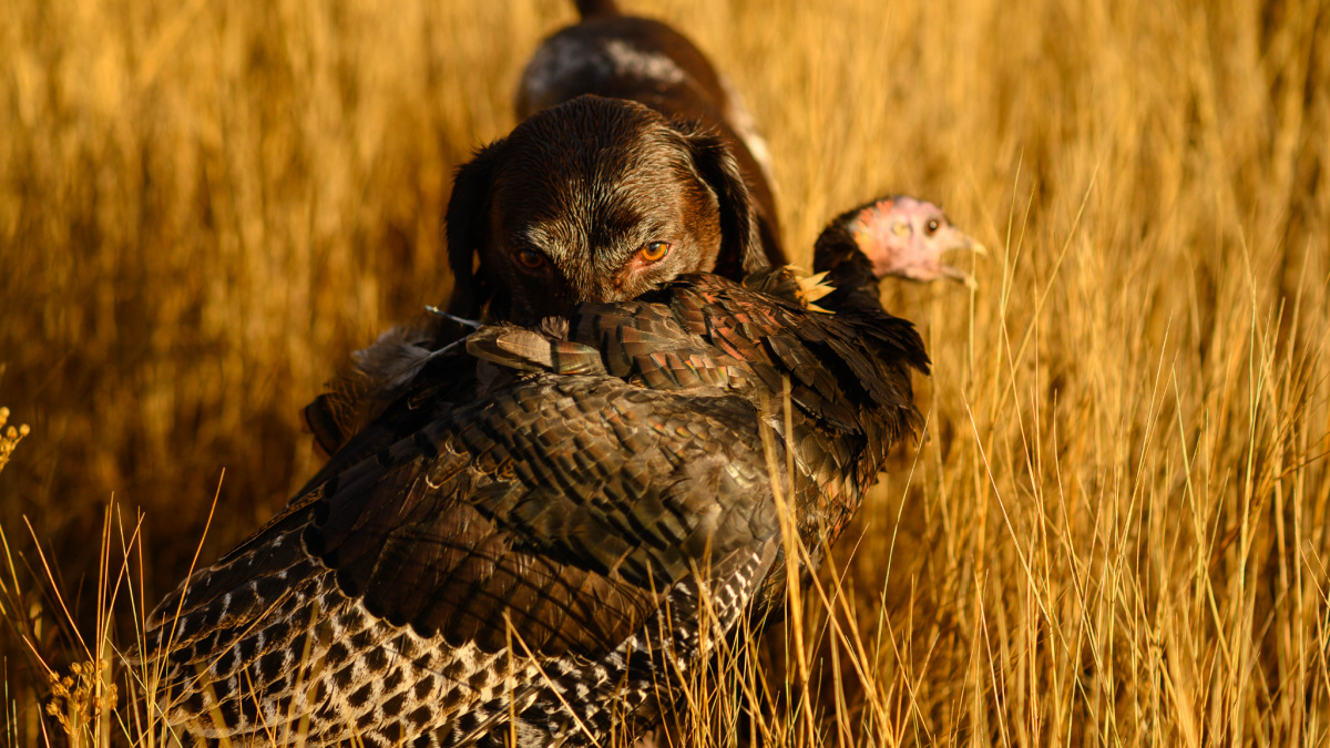 Appalachian 2025 turkey dog