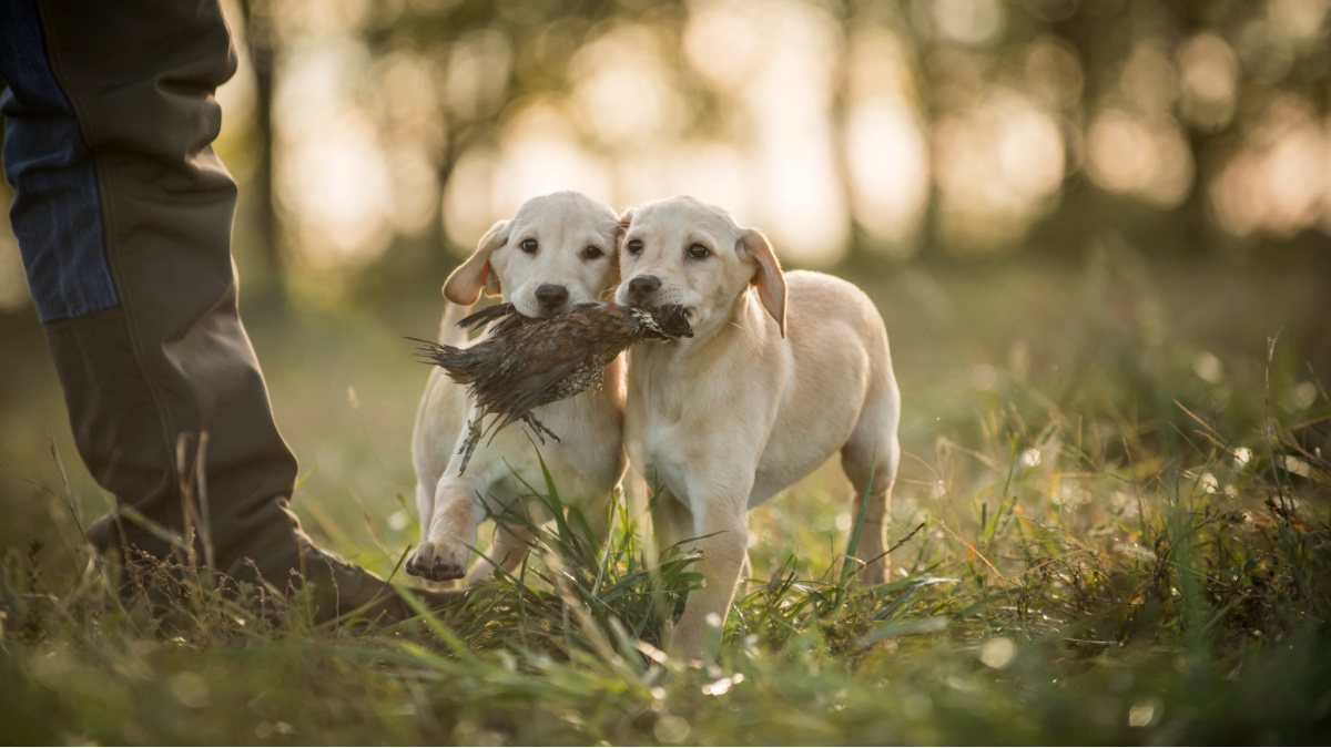 Birds store and dogs