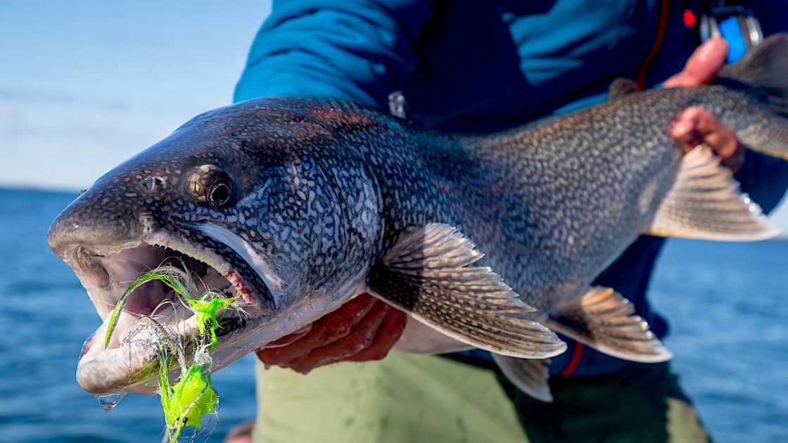 LIVE BAIT Catches STUD DEEP-SEA FISH (Catch Clean & Cook