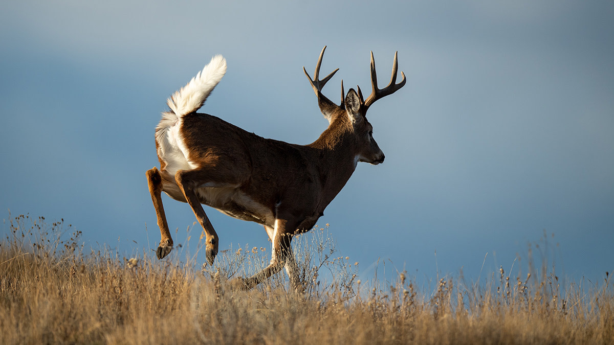 The Deer Hunting Lies Most Hunters Believe