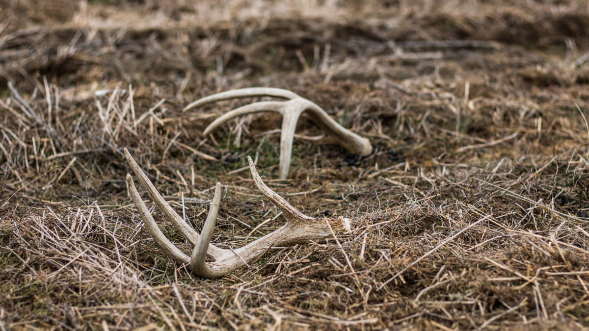 How to Plan an Out-of-State Shed Hunting Trip