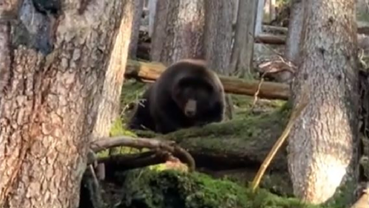 Video: 19-Year-Old Hunter Kills Brown Bear in Self Defense