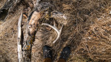3 Places to Find Whitetail Sheds That Aren't Food Sources