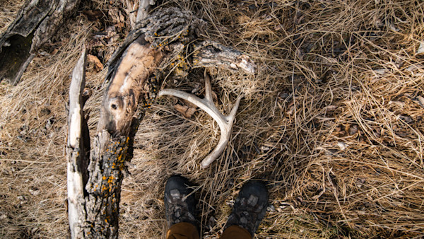 3 Places to Find Whitetail Sheds That Aren't Food Sources
