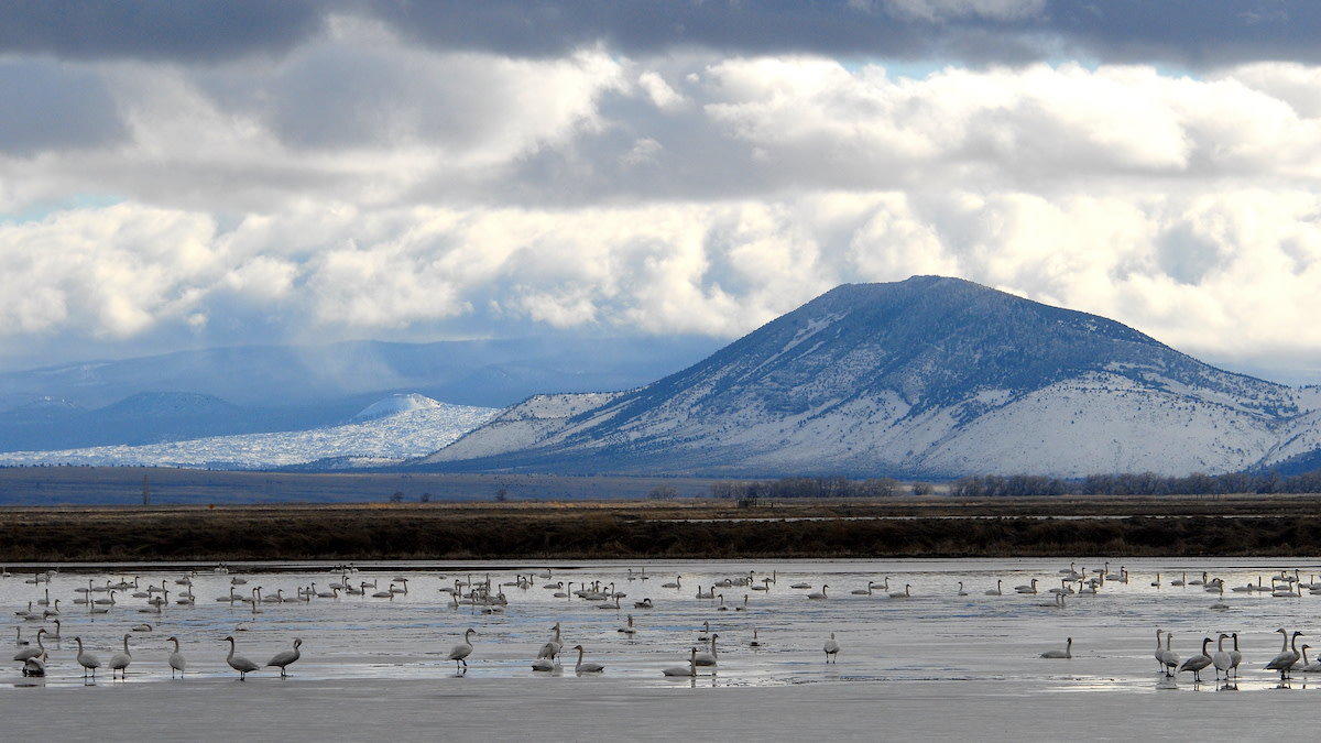 Roosevelt's First Waterfowl Refuge Goes Bone Dry